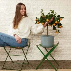 Flowy Plantes D'intérieur Et Fleurs D'intérieur Plante D'intérieur - Calamondin Oranger D'appartement -Parasols Soldes Magasin plante d interieur calamondin oranger d appartement 1