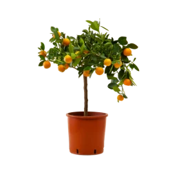 Flowy Plantes D'intérieur Et Fleurs D'intérieur Plante D'intérieur - Calamondin Oranger D'appartement