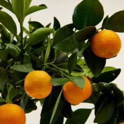Flowy Plantes D'intérieur Et Fleurs D'intérieur Plante D'intérieur - Calamondin Oranger D'appartement -Parasols Soldes Magasin plante d interieur calamondin oranger d appartement 3