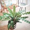 Réconciliation Végétale Plantes D'intérieur Et Fleurs D'intérieur Plante D'intérieur Calathéa Lancifolia + Cache-pot -Parasols Soldes Magasin plante d interieur calathea lancifolia cache pot 1
