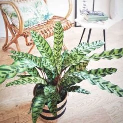 Réconciliation Végétale Plantes D'intérieur Et Fleurs D'intérieur Plante D'intérieur Calathea Lancifolia Sans Cache-pot -Parasols Soldes Magasin plante d interieur calathea lancifolia cache pot