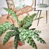 Réconciliation Végétale Plantes D'intérieur Et Fleurs D'intérieur Plante D'intérieur Calathea Lancifolia Sans Cache-pot -Parasols Soldes Magasin plante d interieur calathea lancifolia sans cache pot