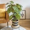 Réconciliation Végétale Plantes D'intérieur Et Fleurs D'intérieur Plante D'intérieur Calathéa Makoyana + Cache-pot -Parasols Soldes Magasin plante d interieur calathea makoyana cache pot