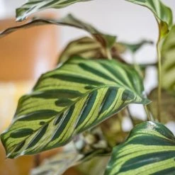 Réconciliation Végétale Plantes D'intérieur Et Fleurs D'intérieur Plante D'intérieur Calathéa Makoyana + Cache-pot -Parasols Soldes Magasin plante d interieur calathea makoyana cache pot 2