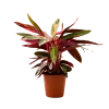 Flowy Plantes D'intérieur Et Fleurs D'intérieur Plante D'intérieur - Calathea Triostar Mini -Parasols Soldes Magasin plante d interieur calathea triostar mini