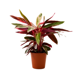 Flowy Plantes D'intérieur Et Fleurs D'intérieur Plante D'intérieur - Calathea Triostar Mini