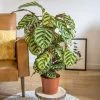 Réconciliation Végétale Plantes D'intérieur Et Fleurs D'intérieur Plante D'intérieur Dépolluante : Le Calathéa Makoyana -Parasols Soldes Magasin plante d interieur depolluante le calathea makoyana