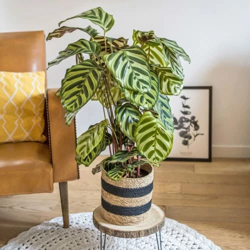 Réconciliation Végétale Plantes D'intérieur Et Fleurs D'intérieur Plante D'intérieur Dépolluante : Le Calathéa Makoyana 5 Réconciliation Végétale Plantes D'intérieur Et Fleurs D'intérieur Plante D'intérieur Dépolluante : Le Calathéa Makoyana – Image 3