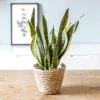 Réconciliation Végétale Plantes D'intérieur Et Fleurs D'intérieur Plante D'intérieur Dépolluante Sansevieria + Cache-pot -Parasols Soldes Magasin plante d interieur depolluante sansevieria cache pot