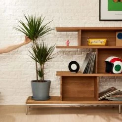 Flowy Plantes D'intérieur Et Fleurs D'intérieur Plante D'intérieur - Dracaena 125 Cm En Pot Blanc Gris -Parasols Soldes Magasin plante d interieur dracaena 125 cm en pot blanc gris 1