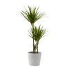 Flowy Plantes D'intérieur Et Fleurs D'intérieur Plante D'intérieur - Dracaena 125 Cm En Pot Blanc Gris