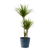 Flowy Plantes D'intérieur Et Fleurs D'intérieur Plante D'intérieur - Dracaena 125 Cm En Pot Bleu Nuit -Parasols Soldes Magasin plante d interieur dracaena 125 cm en pot bleu nuit