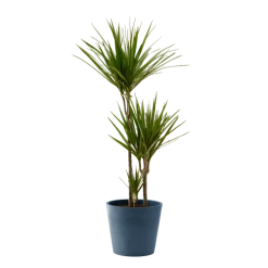 Flowy Plantes D'intérieur Et Fleurs D'intérieur Plante D'intérieur - Dracaena 125 Cm En Pot Bleu Nuit