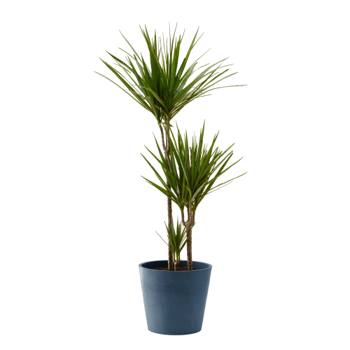 Flowy Plantes D'intérieur Et Fleurs D'intérieur Plante D'intérieur - Dracaena 125 Cm En Pot Bleu Nuit 3 Flowy Plantes D'intérieur Et Fleurs D'intérieur Plante D'intérieur - Dracaena 125 Cm En Pot Bleu Nuit