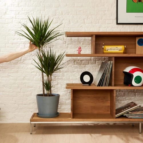 Flowy Plantes D'intérieur Et Fleurs D'intérieur Plante D'intérieur - Dracaena 125 Cm En Pot Noir 5 Flowy Plantes D'intérieur Et Fleurs D'intérieur Plante D'intérieur - Dracaena 125 Cm En Pot Noir – Image 3