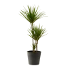 Flowy Plantes D'intérieur Et Fleurs D'intérieur Plante D'intérieur - Dracaena 125 Cm En Pot Noir -Parasols Soldes Magasin plante d interieur dracaena 125 cm en pot noir