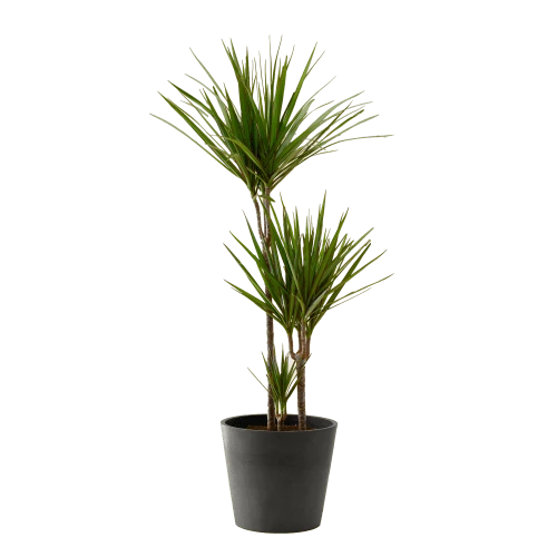 Flowy Plantes D'intérieur Et Fleurs D'intérieur Plante D'intérieur - Dracaena 125 Cm En Pot Noir 3 Flowy Plantes D'intérieur Et Fleurs D'intérieur Plante D'intérieur - Dracaena 125 Cm En Pot Noir