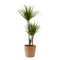 Flowy Plantes D'intérieur Et Fleurs D'intérieur Plante D'intérieur - Dracaena 125 Cm En Pot Terra