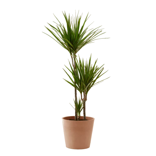 Flowy Plantes D'intérieur Et Fleurs D'intérieur Plante D'intérieur - Dracaena 125 Cm En Pot Terra 3 Flowy Plantes D'intérieur Et Fleurs D'intérieur Plante D'intérieur - Dracaena 125 Cm En Pot Terra