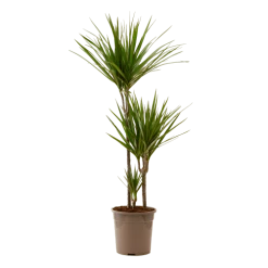 Flowy Plantes D'intérieur Et Fleurs D'intérieur Plante D'intérieur - Dracaena Marginata