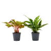 Flowy Plantes D'intérieur Et Fleurs D'intérieur Plante D'intérieur - Duo Aglaonema -Parasols Soldes Magasin plante d interieur duo aglaonema