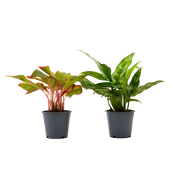 Flowy Plantes D'intérieur Et Fleurs D'intérieur Plante D'intérieur - Duo Aglaonema