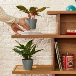 Flowy Plantes D'intérieur Et Fleurs D'intérieur Plante D'intérieur - Duo D'aglaonema 25 Cm En Pot Blanc Gris -Parasols Soldes Magasin plante d interieur duo d aglaonema 25 cm en pot blanc gris 1