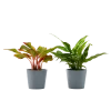 Flowy Plantes D'intérieur Et Fleurs D'intérieur Plante D'intérieur - Duo D'aglaonema 25 Cm En Pot Bleu Gris -Parasols Soldes Magasin plante d interieur duo d aglaonema 25 cm en pot bleu gris