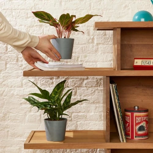 Flowy Plantes D'intérieur Et Fleurs D'intérieur Plante D'intérieur - Duo D'aglaonema 25 Cm En Pot Terra 5 Flowy Plantes D'intérieur Et Fleurs D'intérieur Plante D'intérieur - Duo D'aglaonema 25 Cm En Pot Terra – Image 3