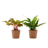 Flowy Plantes D'intérieur Et Fleurs D'intérieur Plante D'intérieur - Duo D'aglaonema 25 Cm En Pot Terra -Parasols Soldes Magasin plante d interieur duo d aglaonema 25 cm en pot terra