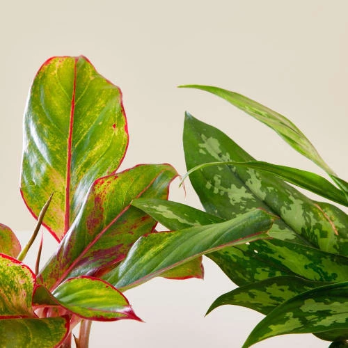 Flowy Plantes D'intérieur Et Fleurs D'intérieur Plante D'intérieur - Duo D'aglaonema 25 Cm En Pot Terra 6 Flowy Plantes D'intérieur Et Fleurs D'intérieur Plante D'intérieur - Duo D'aglaonema 25 Cm En Pot Terra – Image 4