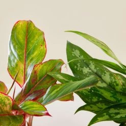 Flowy Plantes D'intérieur Et Fleurs D'intérieur Plante D'intérieur - Duo D'aglaonema 25 Cm En Pot Terra 11 Flowy Plantes D'intérieur Et Fleurs D'intérieur Plante D'intérieur - Duo D'aglaonema 25 Cm En Pot Terra -Parasols Soldes Magasin plante d interieur duo d aglaonema 25 cm en pot terra 3