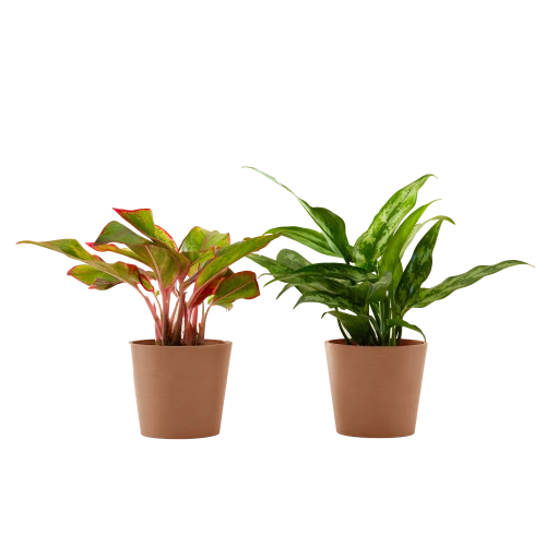 Flowy Plantes D'intérieur Et Fleurs D'intérieur Plante D'intérieur - Duo D'aglaonema 25 Cm En Pot Terra 3 Flowy Plantes D'intérieur Et Fleurs D'intérieur Plante D'intérieur - Duo D'aglaonema 25 Cm En Pot Terra