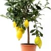 Flowy Plantes D'intérieur Et Fleurs D'intérieur Plante D'intérieur Et D'extérieur - Citronnier De 65cm -Parasols Soldes Magasin plante d interieur et d exterieur citronnier de 65cm