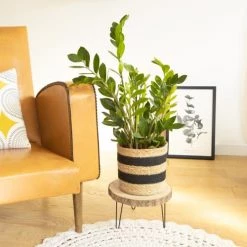 Réconciliation Végétale Plantes D'intérieur Et Fleurs D'intérieur Plante D'intérieur Facile D'entretien Sans Cache-pot -Parasols Soldes Magasin plante d interieur facile d entretien sans cache pot 1