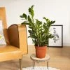 Réconciliation Végétale Plantes D'intérieur Et Fleurs D'intérieur Plante D'intérieur Facile D'entretien Sans Cache-pot -Parasols Soldes Magasin plante d interieur facile d entretien sans cache pot