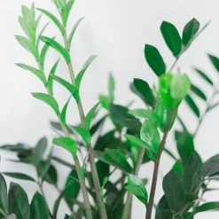 Réconciliation Végétale Plantes D'intérieur Et Fleurs D'intérieur Plante D'intérieur Facile D'entretien Sans Cache-pot -Parasols Soldes Magasin plante d interieur facile d entretien sans cache pot 2