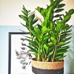 Réconciliation Végétale Plantes D'intérieur Et Fleurs D'intérieur Plante D'intérieur Facile D'entretien Sans Cache-pot -Parasols Soldes Magasin plante d interieur facile d entretien sans cache pot 3