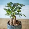 Réconciliation Végétale Plantes D'intérieur Et Fleurs D'intérieur Plante D'intérieur Ficus Microcarpia Ginseng -Parasols Soldes Magasin plante d interieur ficus microcarpia ginseng
