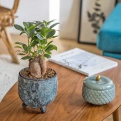 Réconciliation Végétale Plantes D'intérieur Et Fleurs D'intérieur Plante D'intérieur Ficus Microcarpia Ginseng -Parasols Soldes Magasin plante d interieur ficus microcarpia ginseng 2