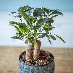 Réconciliation Végétale Plantes D'intérieur Et Fleurs D'intérieur Plante D'intérieur Ficus Microcarpia Ginseng