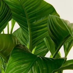 Flowy Plantes D'intérieur Et Fleurs D'intérieur Plante D'intérieur - Fleur De Lune -Parasols Soldes Magasin plante d interieur fleur de lune 3