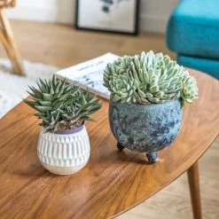 Réconciliation Végétale Plantes D'intérieur Et Fleurs D'intérieur Plante D'intérieur Grasse Facile D'entretien - Lot De 2 -Parasols Soldes Magasin plante d interieur grasse facile d entretien lot de 2 1