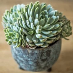 Réconciliation Végétale Plantes D'intérieur Et Fleurs D'intérieur Plante D'intérieur Grasse Facile D'entretien - Lot De 2 -Parasols Soldes Magasin plante d interieur grasse facile d entretien lot de 2 2