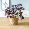 Réconciliation Végétale Plantes D'intérieur Et Fleurs D'intérieur Plante D'intérieur : L'oxalis Triangularis + Cache-pot -Parasols Soldes Magasin plante d interieur l oxalis triangularis cache pot