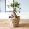 Réconciliation Végétale Plantes D'intérieur Et Fleurs D'intérieur Plante D'intérieur : Le Ficus Microcarpia Ginseng + Cache-pot -Parasols Soldes Magasin plante d interieur le ficus microcarpia ginseng cache pot