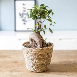 Réconciliation Végétale Plantes D'intérieur Et Fleurs D'intérieur Plante D'intérieur : Le Ficus Microcarpia Ginseng + Cache-pot