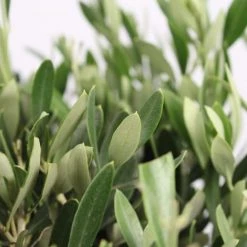 Flowy Plantes D'intérieur Et Fleurs D'intérieur Plante D'intérieur - Olivier De 90 Cm -Parasols Soldes Magasin plante d interieur olivier de 90 cm 2