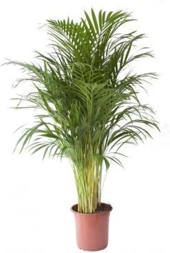 Flowy Plantes D'intérieur Et Fleurs D'intérieur Plante D'intérieur - Palmier Areca De 120cm