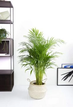 Flowy Plantes D'intérieur Et Fleurs D'intérieur Plante D'intérieur - Palmier Areca De 120cm -Parasols Soldes Magasin plante d interieur palmier areca de 120cm 4
